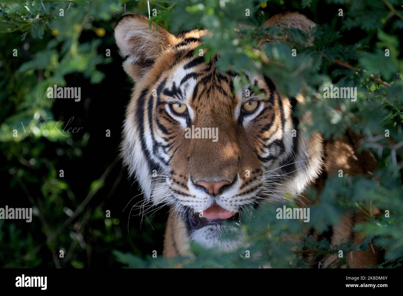 Tiger on Safari, photographed in India Stock Photo