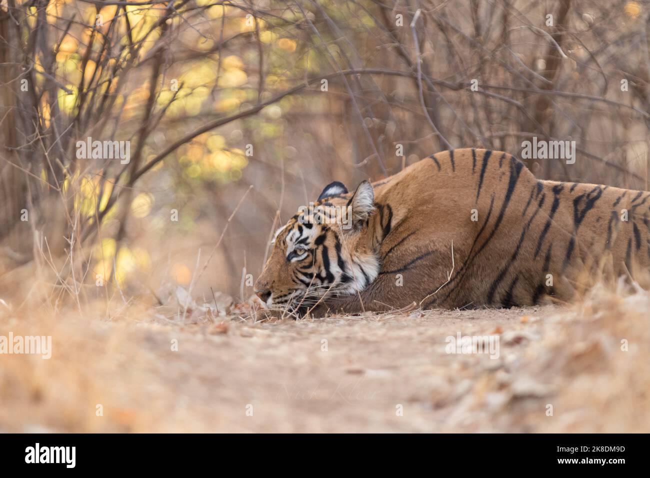 Tiger on Safari, photographed in India Stock Photo