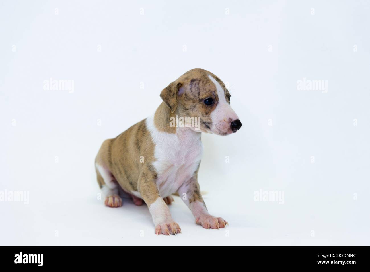 Il nostro cane da salvataggio potrebbe avere del Whippet dentro — e  cos'altro potrebbe esserci nel mix? : r/Whippet, image size:1300x955