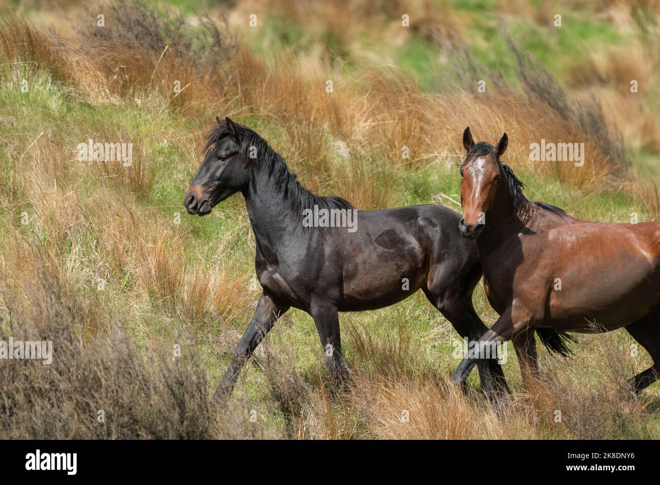Two Kaimanawa wild horses galloping on the tussock grassland. New Zealand. Stock Photo