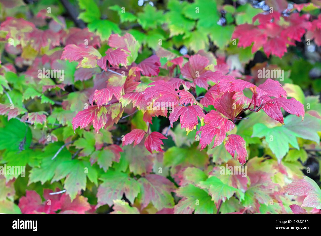 Purple leaves of viburnum vulgaris in the autumn park. Colorful autumn foliage. Stock Photo