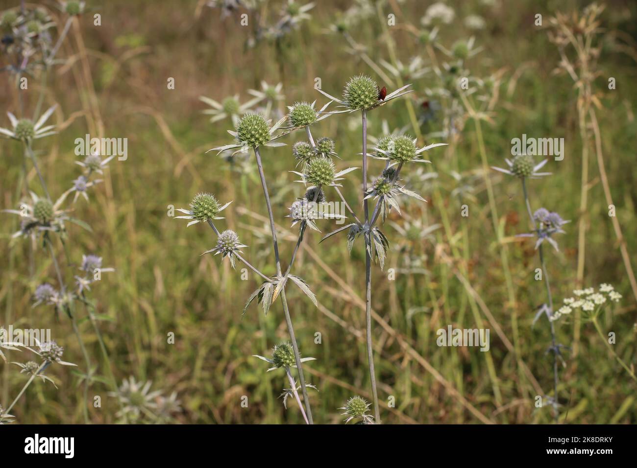 Rare plant from Apiaceaefamily Eryngium palmatum in northern Montenegro Stock Photo Alamy