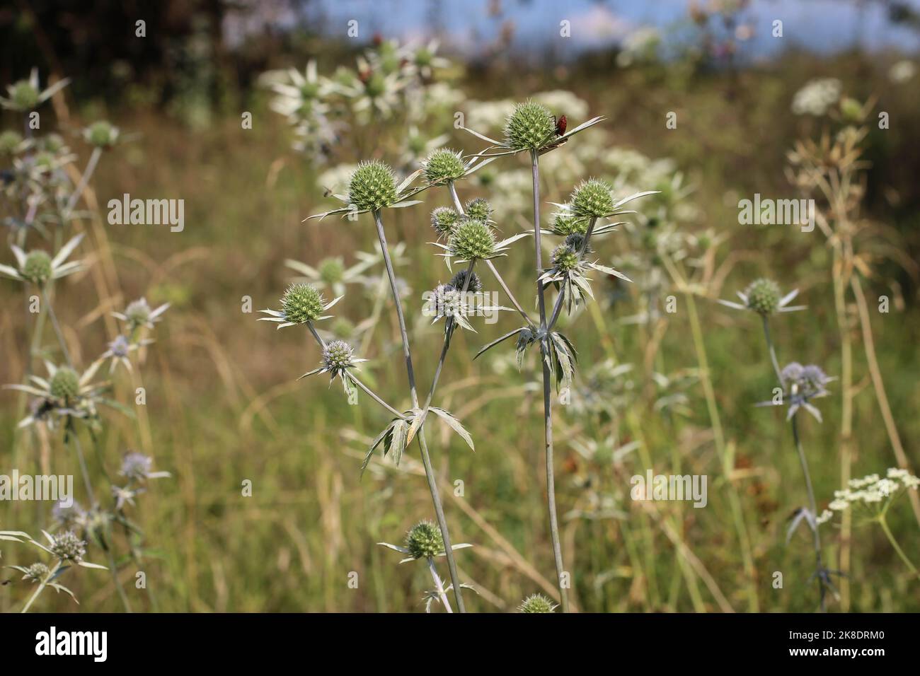 Rare plant from Apiaceaefamily Eryngium palmatum in northern Montenegro Stock Photo Alamy