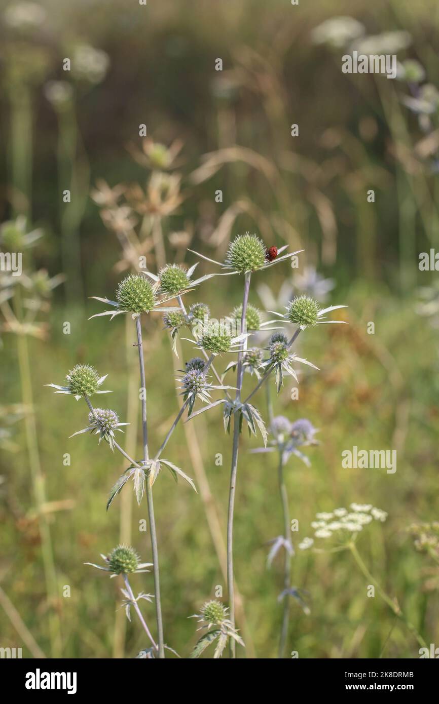 Rare plant from Apiaceaefamily Eryngium palmatum in northern Montenegro Stock Photo Alamy