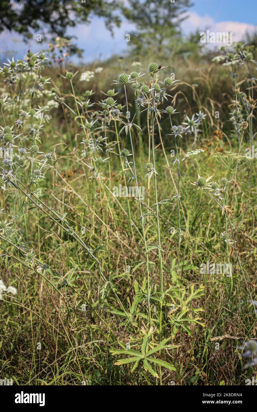 Rare plant from Apiaceaefamily Eryngium palmatum in northern Montenegro Stock Photo Alamy