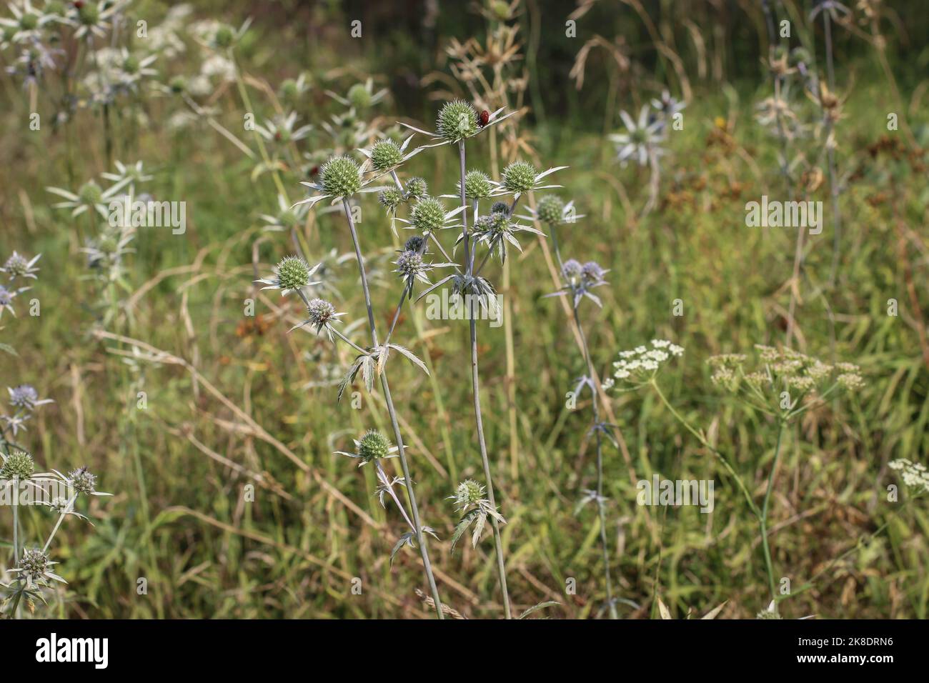 Rare plant from Apiaceaefamily Eryngium palmatum in northern Montenegro Stock Photo Alamy