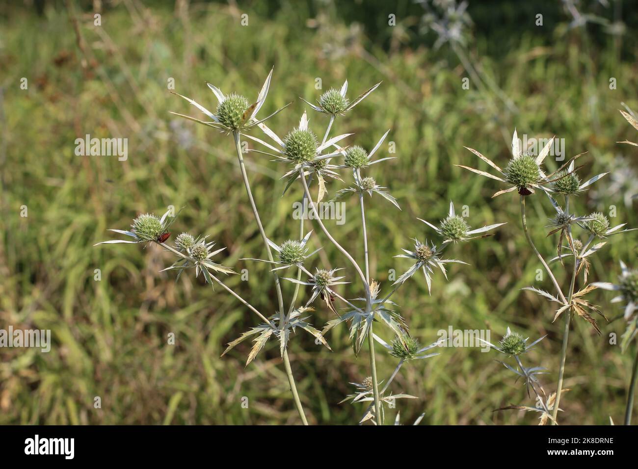 Rare plant from Apiaceaefamily Eryngium palmatum in northern Montenegro Stock Photo Alamy