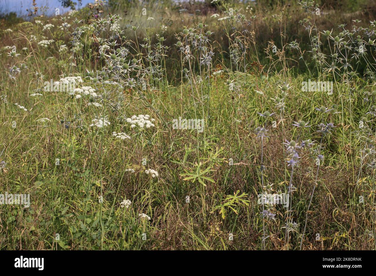 Rare plant from Apiaceaefamily Eryngium palmatum in northern Montenegro Stock Photo Alamy