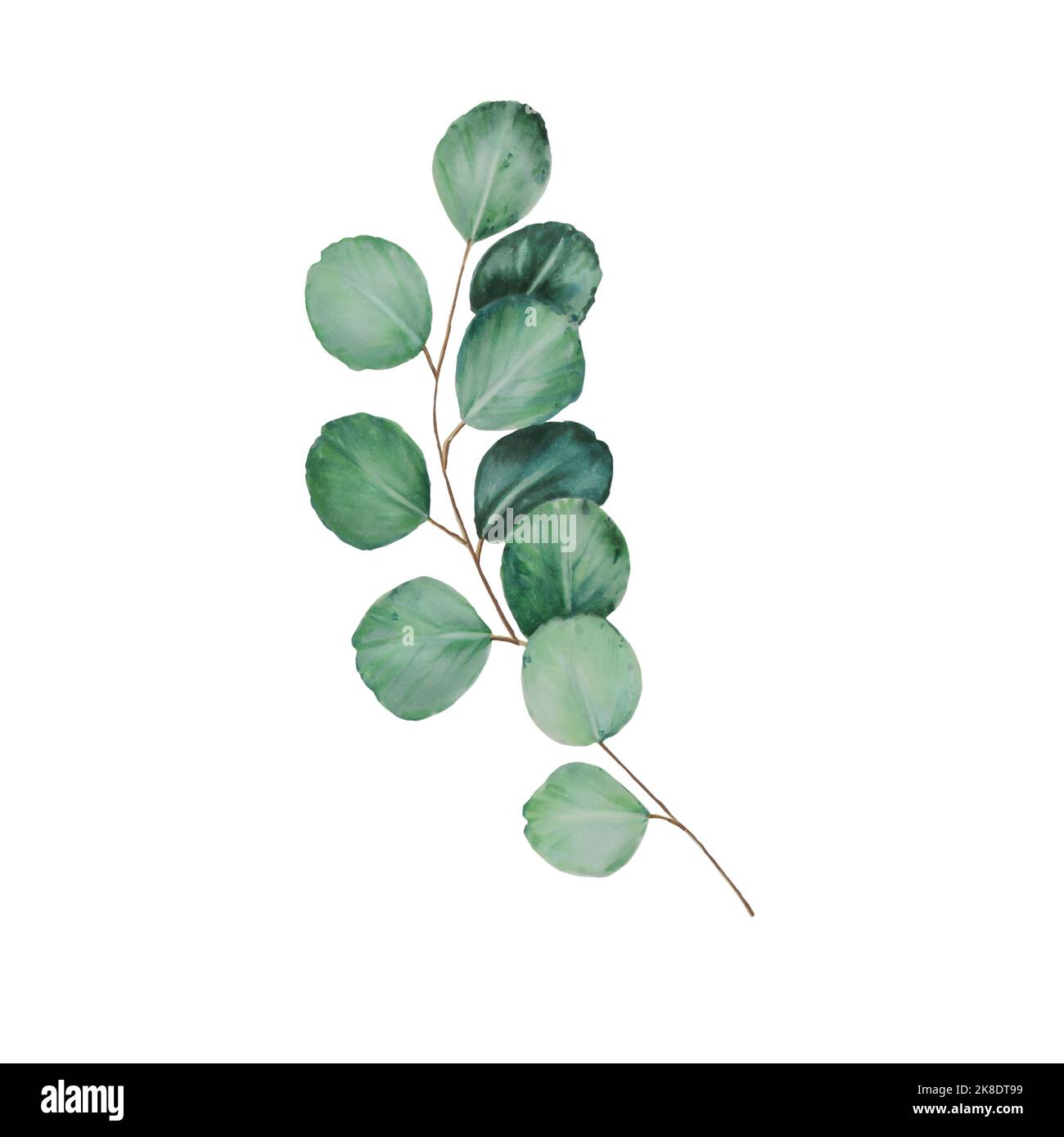 Watercolor eucalyptus branch Stock Photo Alamy