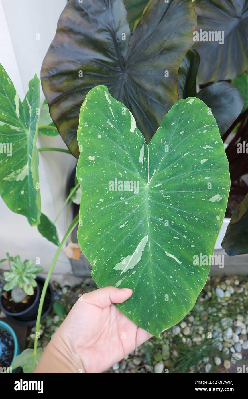 colocasia milky way, Colocasia or Esculenta Hilo or Colocasia bicolor or bicolor plant Stock Photo