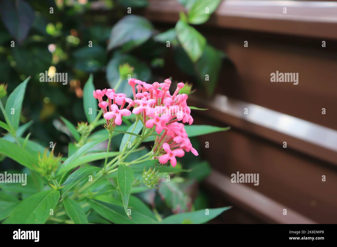 Panama Rose , Arachnothryx leucophylla or pink flower in the garden Stock Photo
