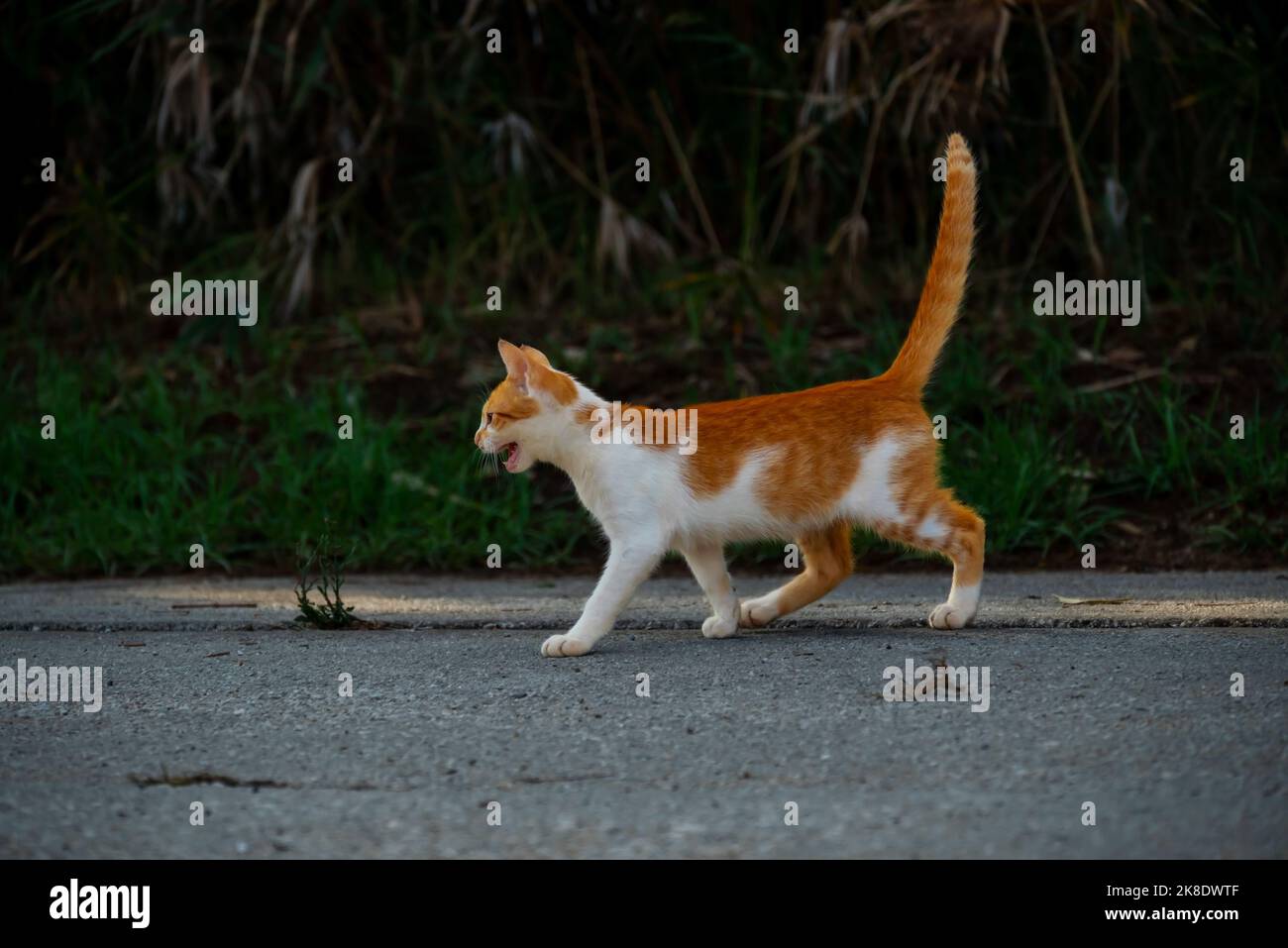Small Greek Homeless White Red Kitten Meows. Moraitika, Corfu Stock ...