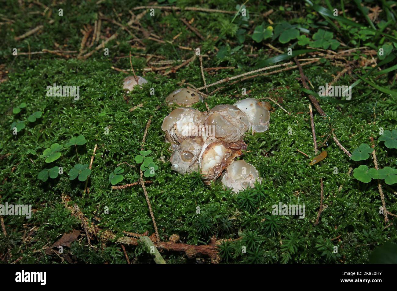 Mushroom, squid fungus (Clathrus archeri) still closed, socalled witch