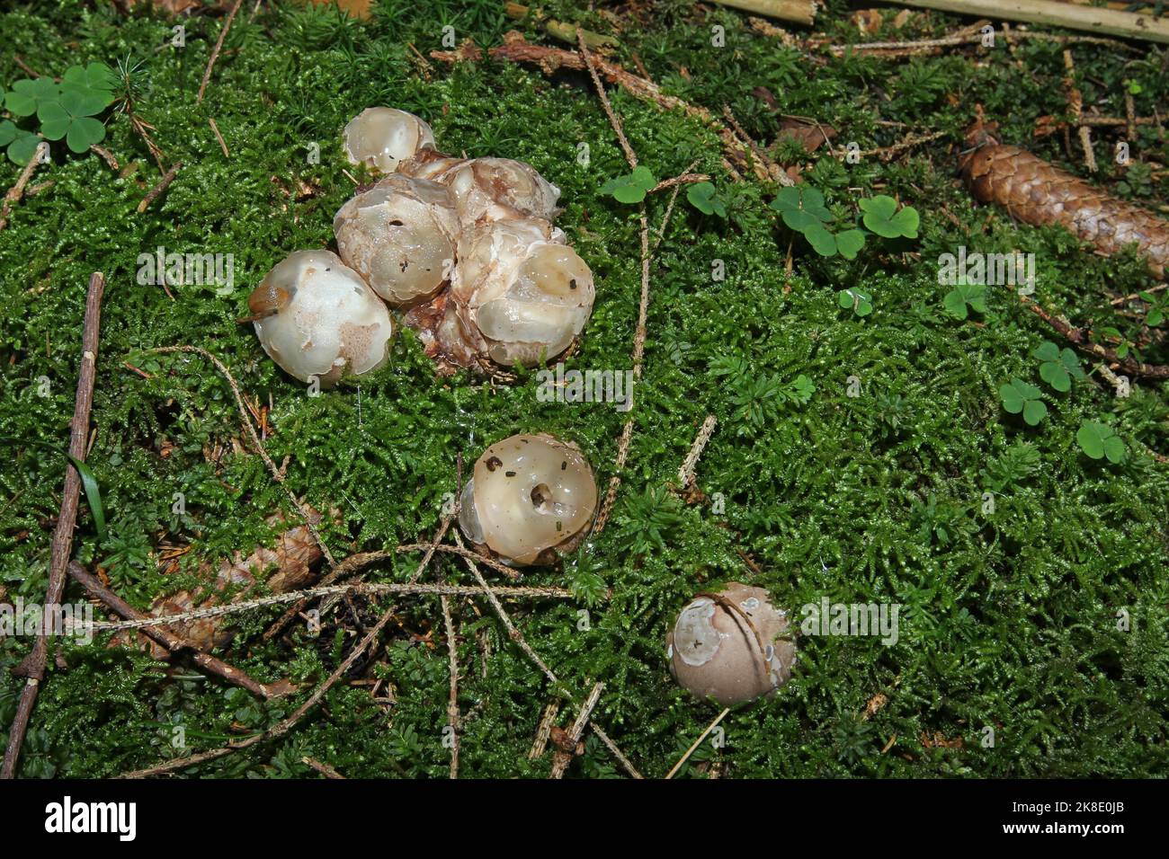 Mushroom, squid fungus (Clathrus archeri) still closed, so-called witch's eggs, on mossy forest floor, Allgaeu, Bavaria, Germany Stock Photo