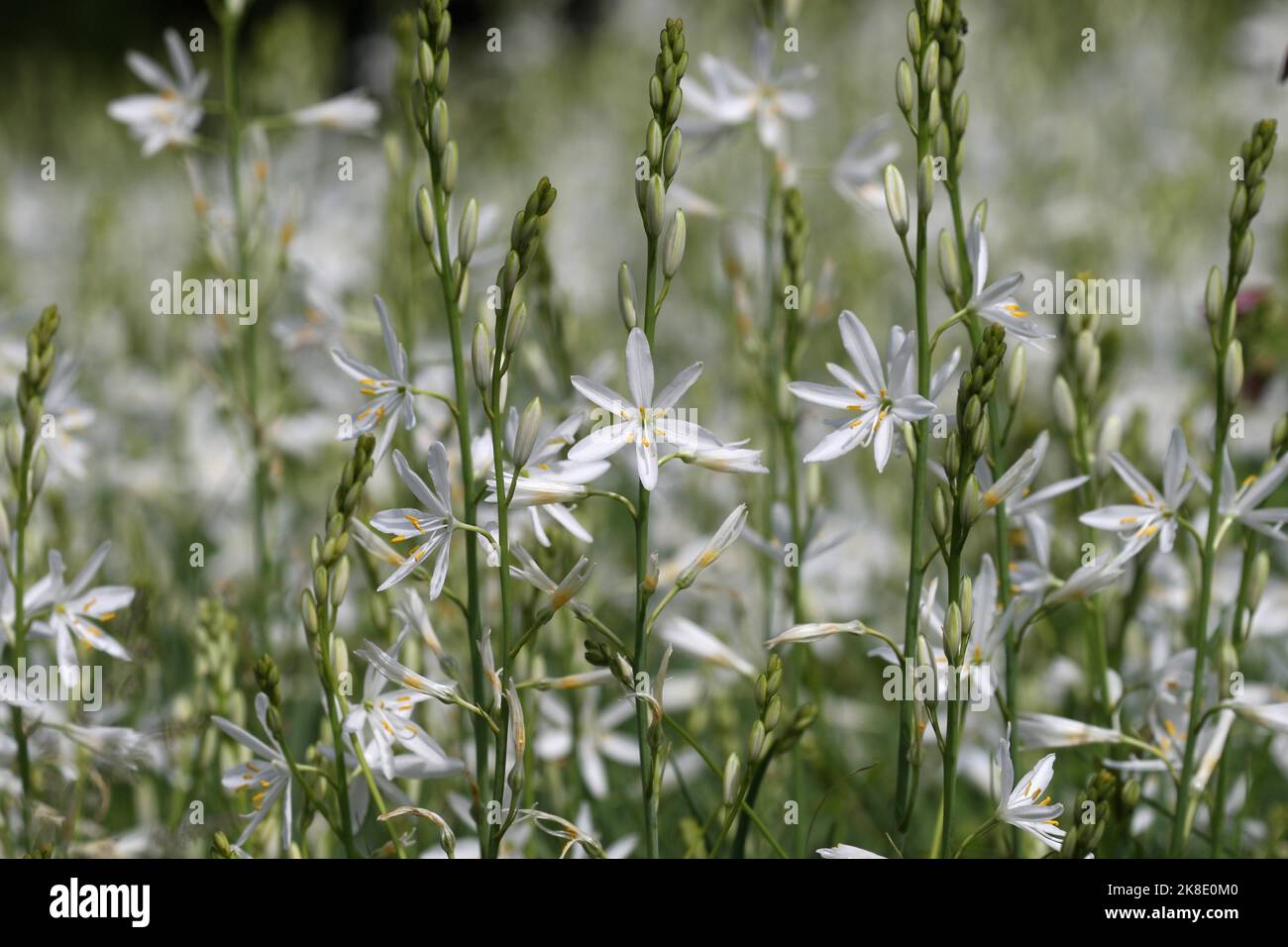 Grass lily (Anthericum ramosum) Allgaeu, Bavaria, Germany Stock Photo