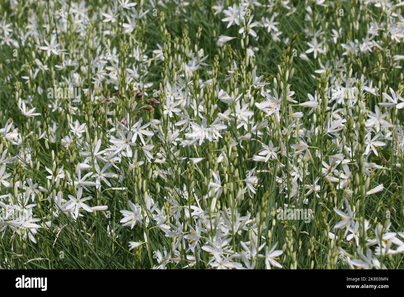 Grass lily (Anthericum ramosum) Allgaeu, Bavaria, Germany Stock Photo