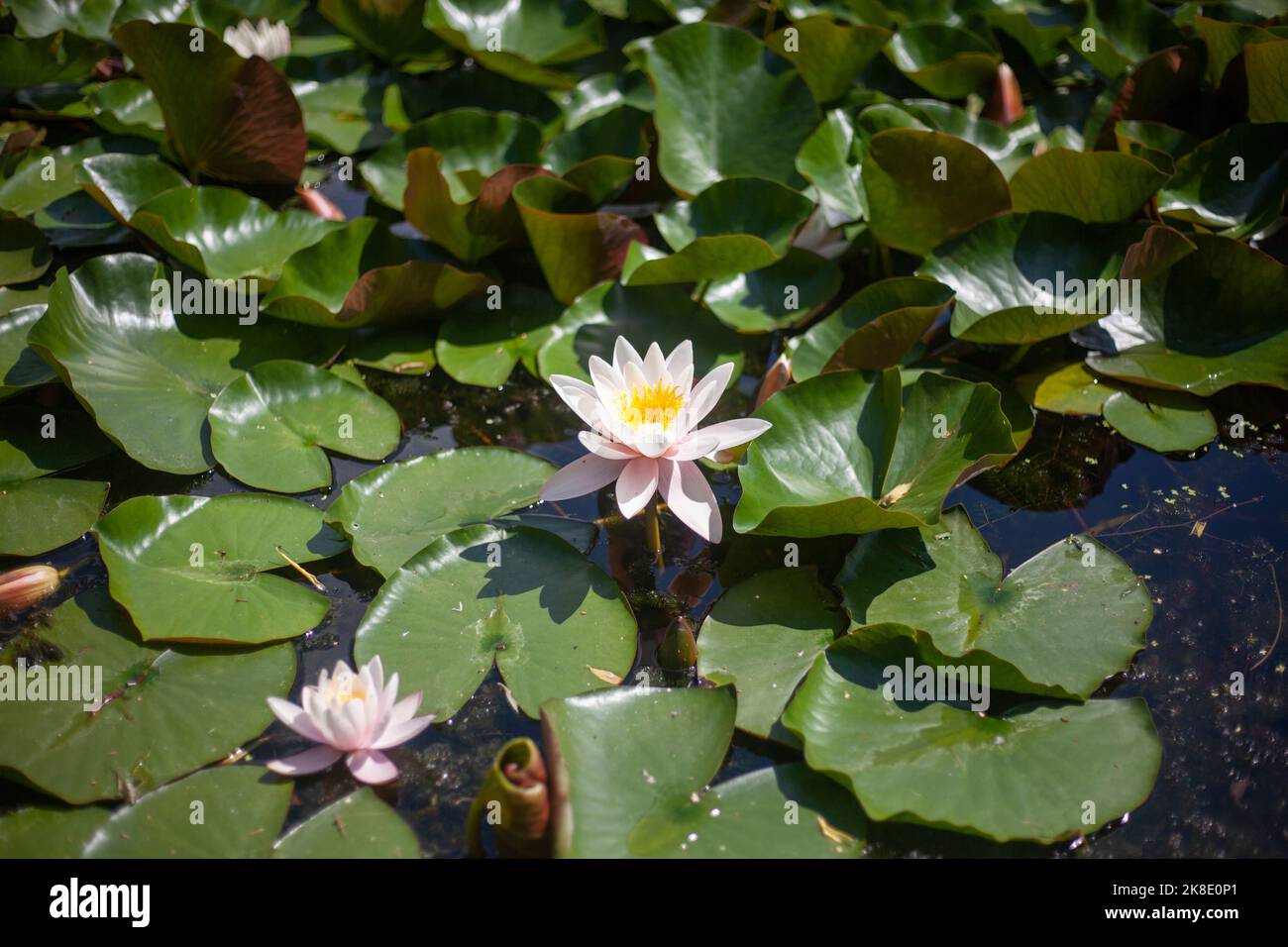 Lily in swamp. Lotus on pond. Beautiful nature. Aquatic plants Stock