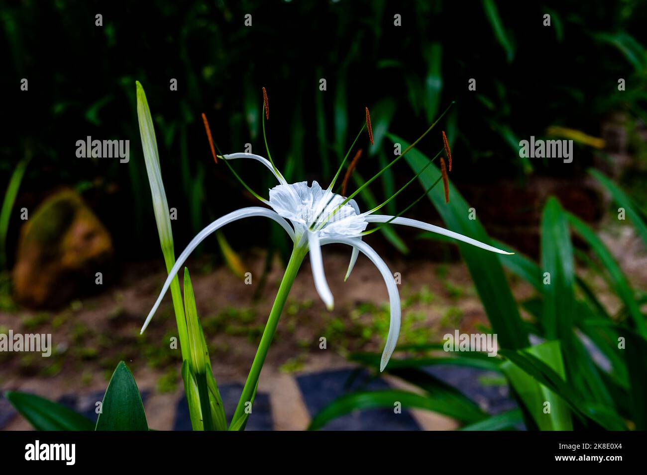 Spider lilly growing again a green garden area. Stock Photo
