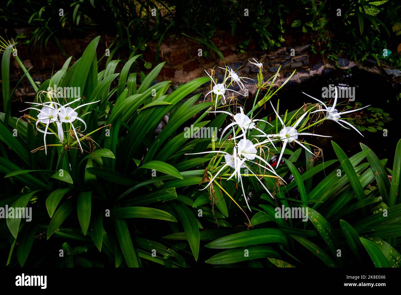 Spider lilly growing again a green garden area. Stock Photo