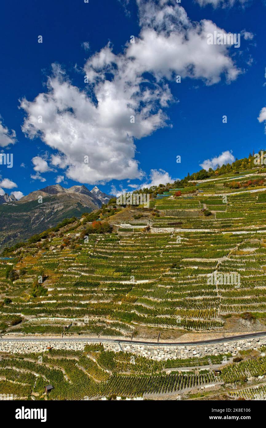 Vineyard terraces on a steep slope at the highest vineyard in Switzerland, Heydorf Visperterminen, Valais, Switzerland Stock Photo