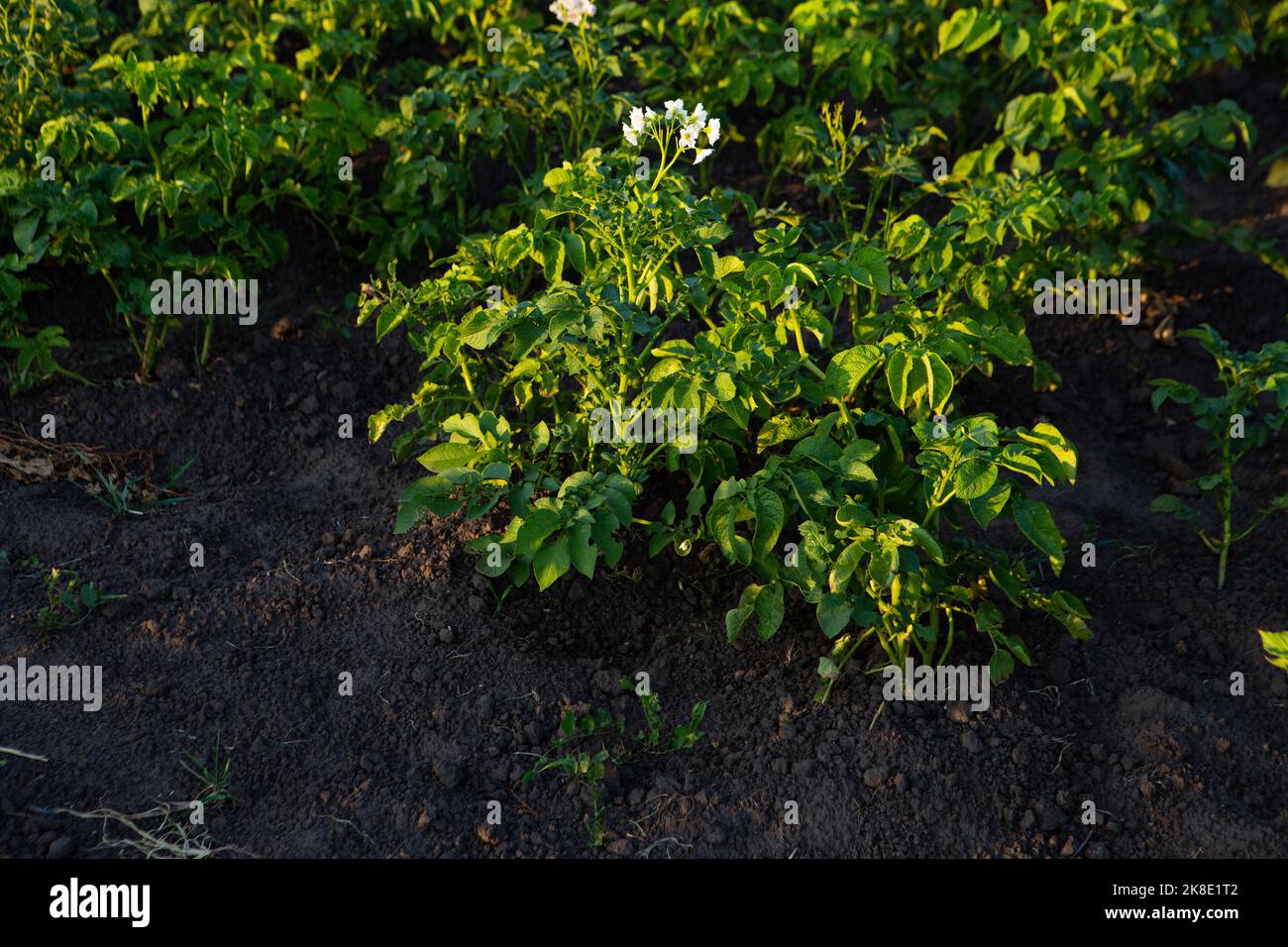 Plant potatoes with flowers vegetables garden food Stock Photo