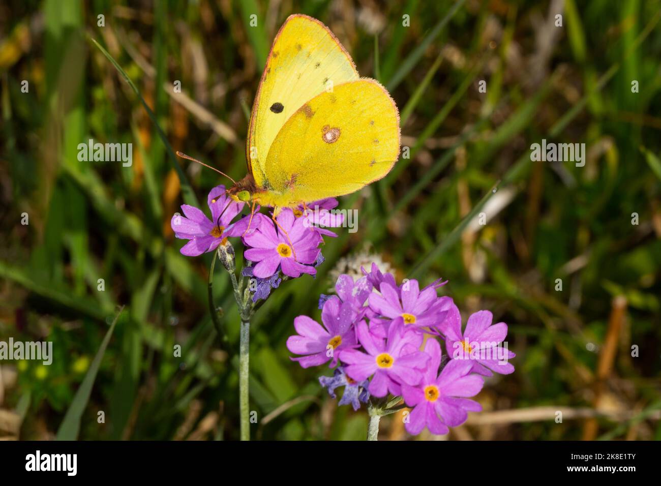 Golden Eight Butterfly Sitting on Pink Flower Seeing Left Stock Photo