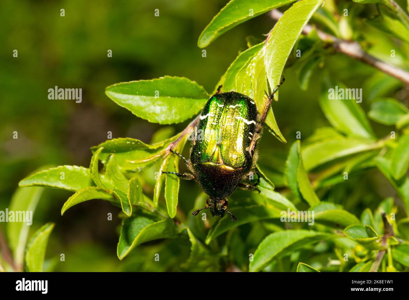 Common rose chafer sitting on green leaf looking down Stock Photo