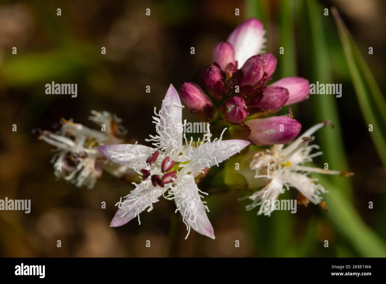 Fever clover Inflorescence with closed and opened white-red flowers Stock Photo
