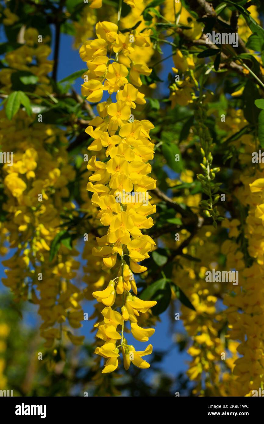 Golden rain flower panicle with a few open yellow flowers Stock Photo
