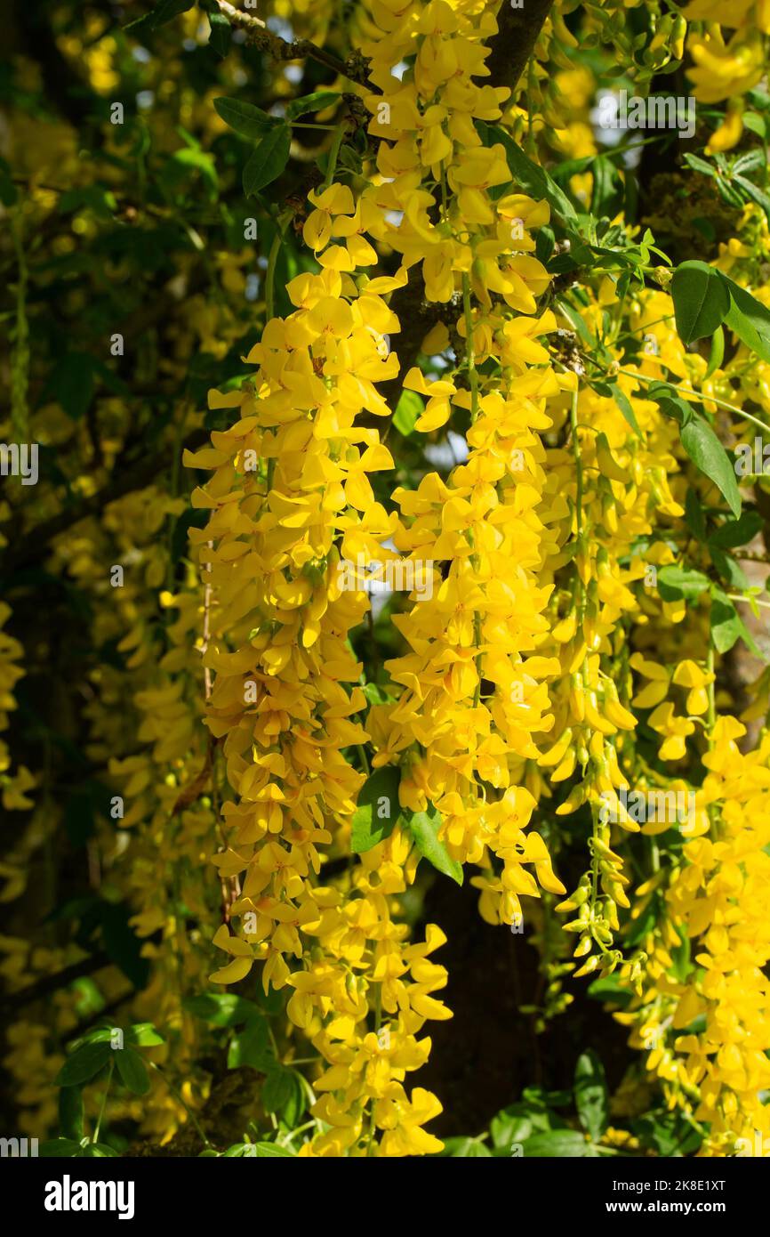 Golden rain some flower panicles with several open yellow flowers Stock Photo
