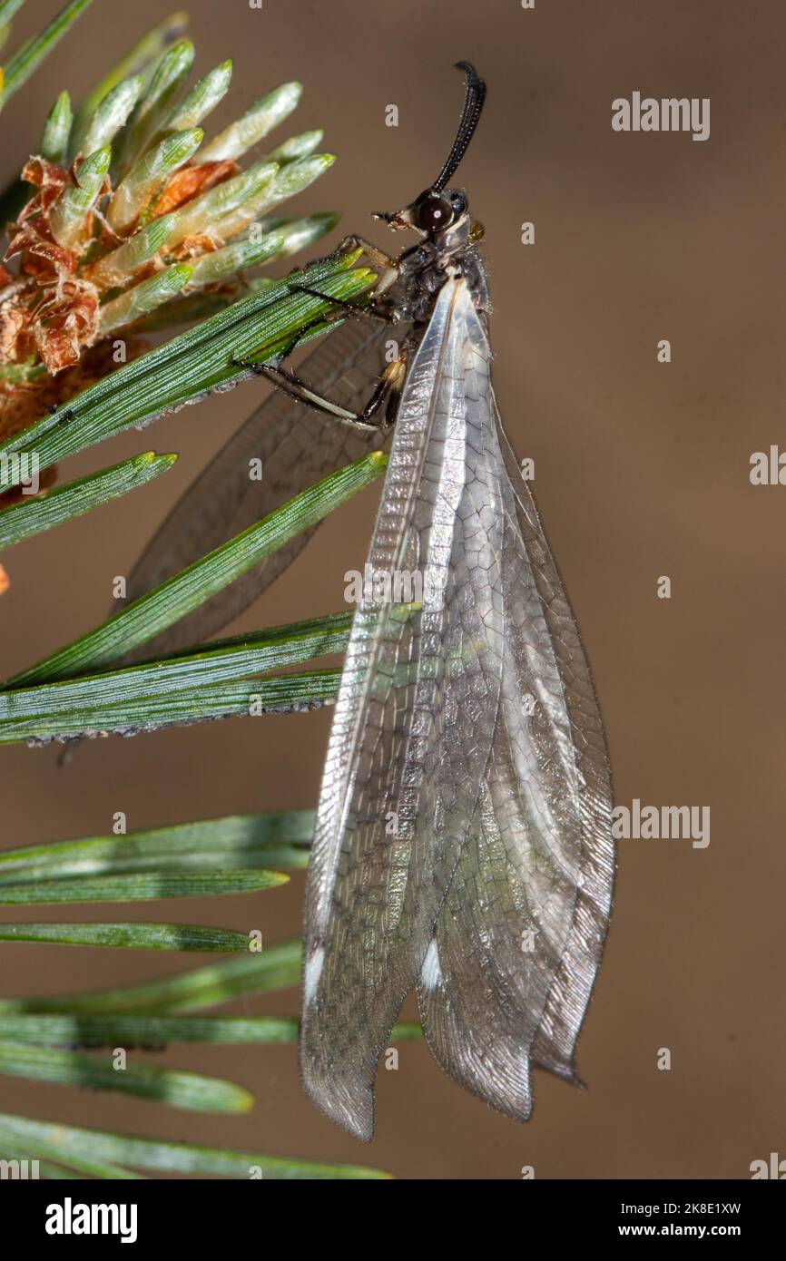 Common antshrike hanging from pine needles looking up left Stock Photo
