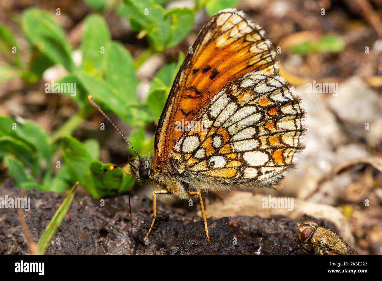 False Heath Fritillary with closed wings sitting on dung seen on left side Stock Photo