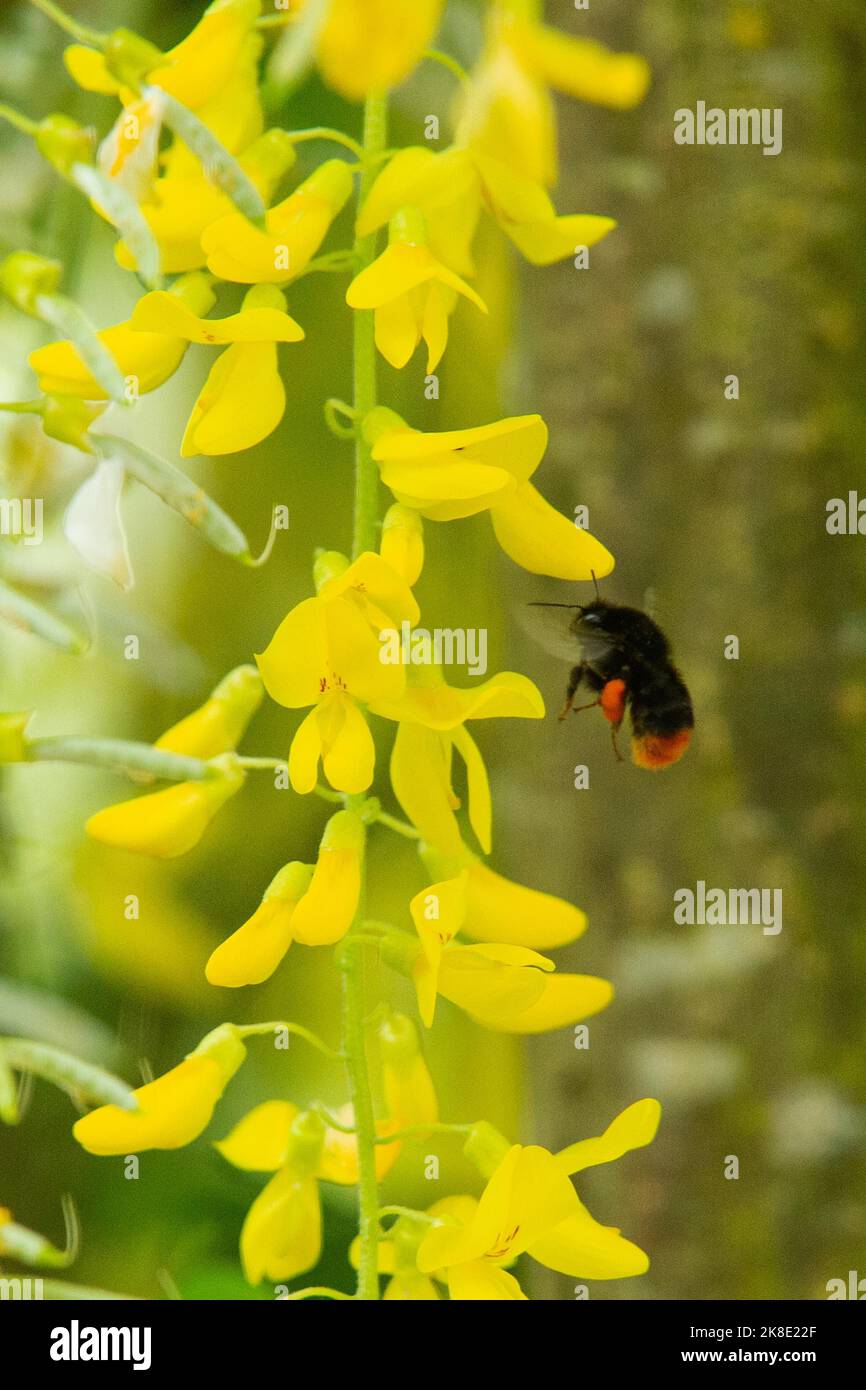 Stone bumblebee next to yellow flower panicle flying left sighted Stock Photo