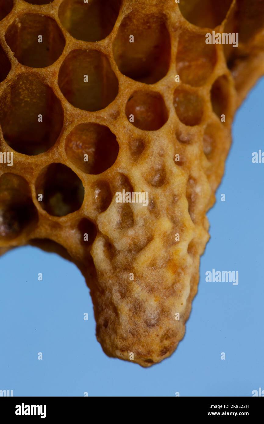 Honey bee Honeycomb with queen cell Stock Photo - Alamy