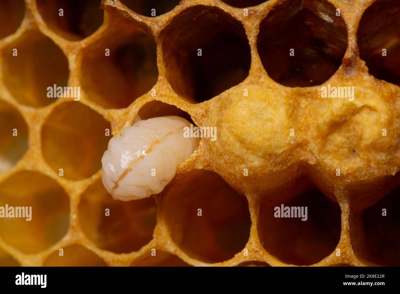 Honey bee with penshaped egg Stock Photo Alamy