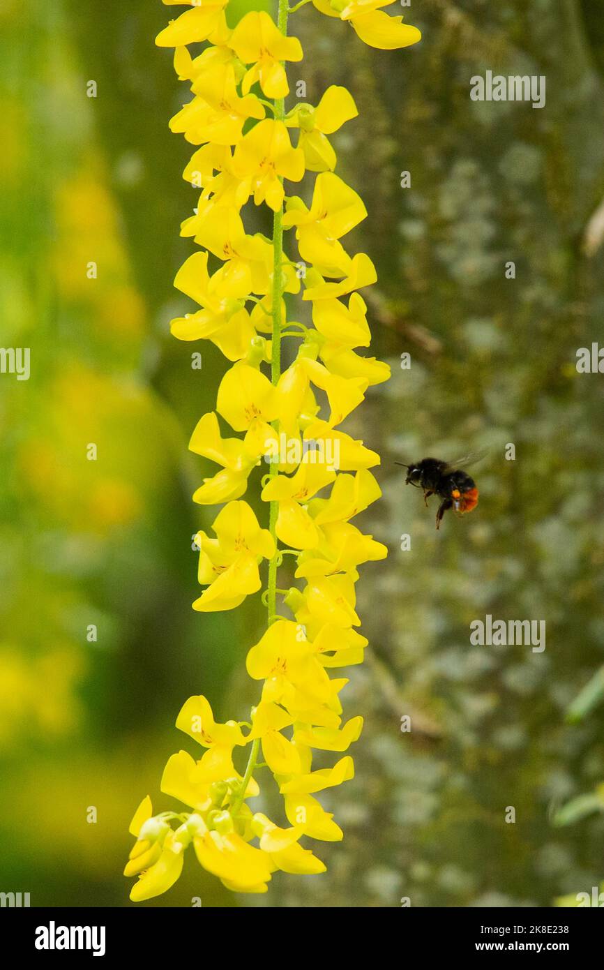 Stone bumblebee next to yellow flower panicle flying left sighted Stock Photo