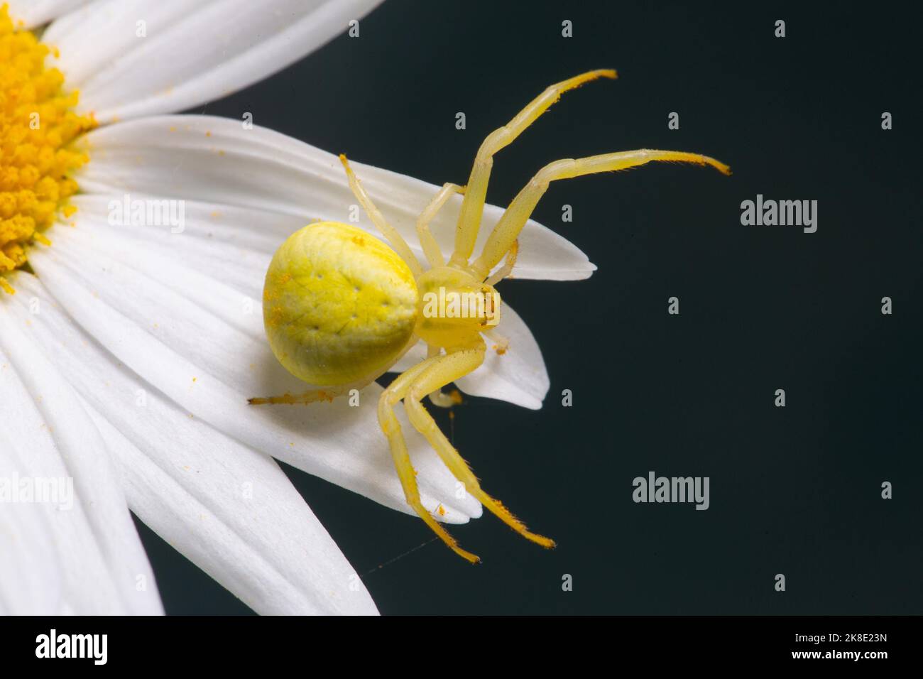 Variable crab spider yellow spider with legs spread sitting on white