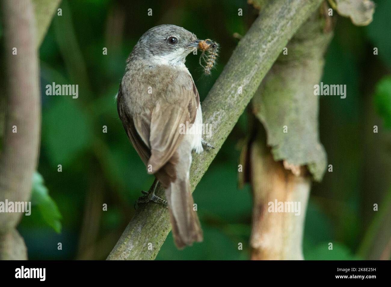 Lesser whitethroat with food in beak sitting on branch seen from behind on right side Stock Photo
