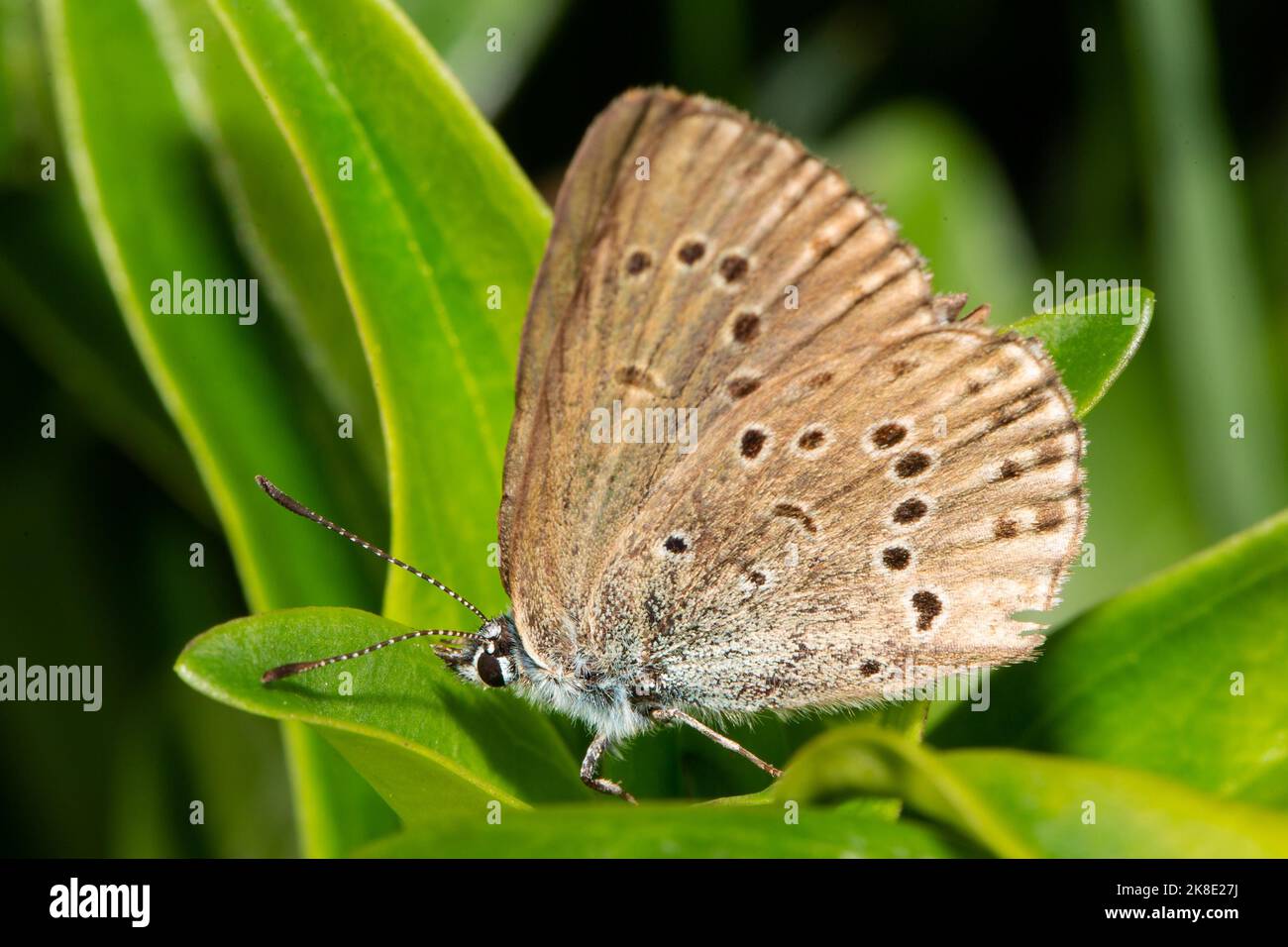 Mountain Alcon blue butterfly with closed wings sitting on green leaf looking left Stock Photo