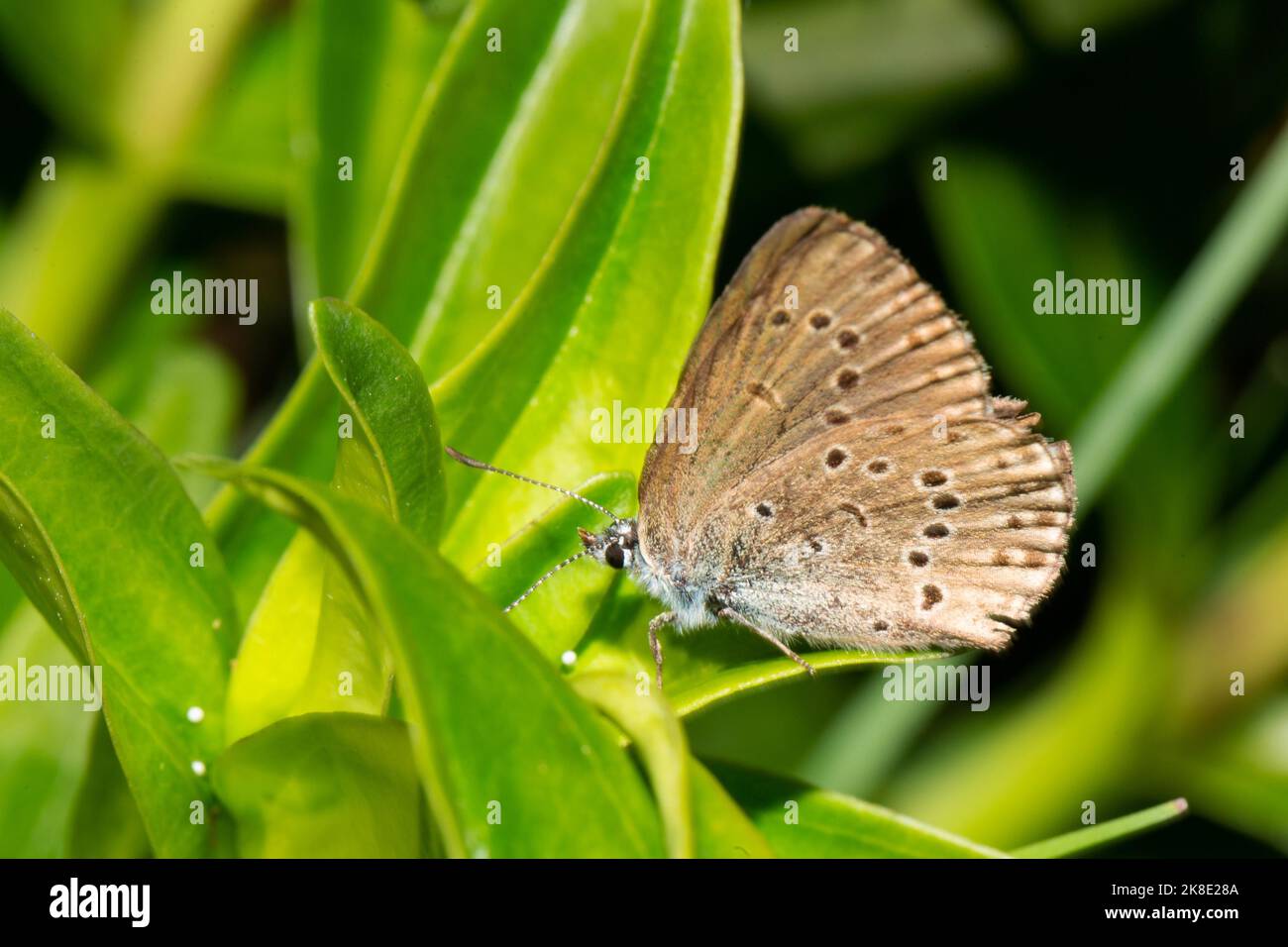 Mountain Alcon blue butterfly with closed wings on green leaf with several white eggs sitting left sighted Stock Photo