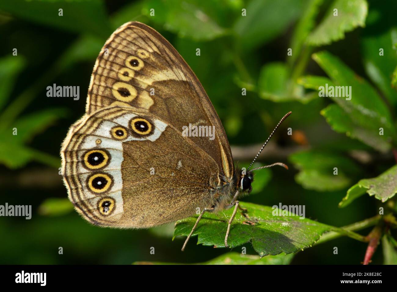 Yellow-bordered butterfly butterfly with closed wings seen on green leaf on the right Stock Photo