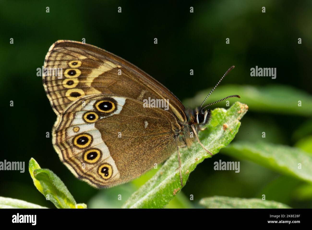 Yellow Ring butterfly butterfly with closed wings sitting on green leaf right looking Stock Photo