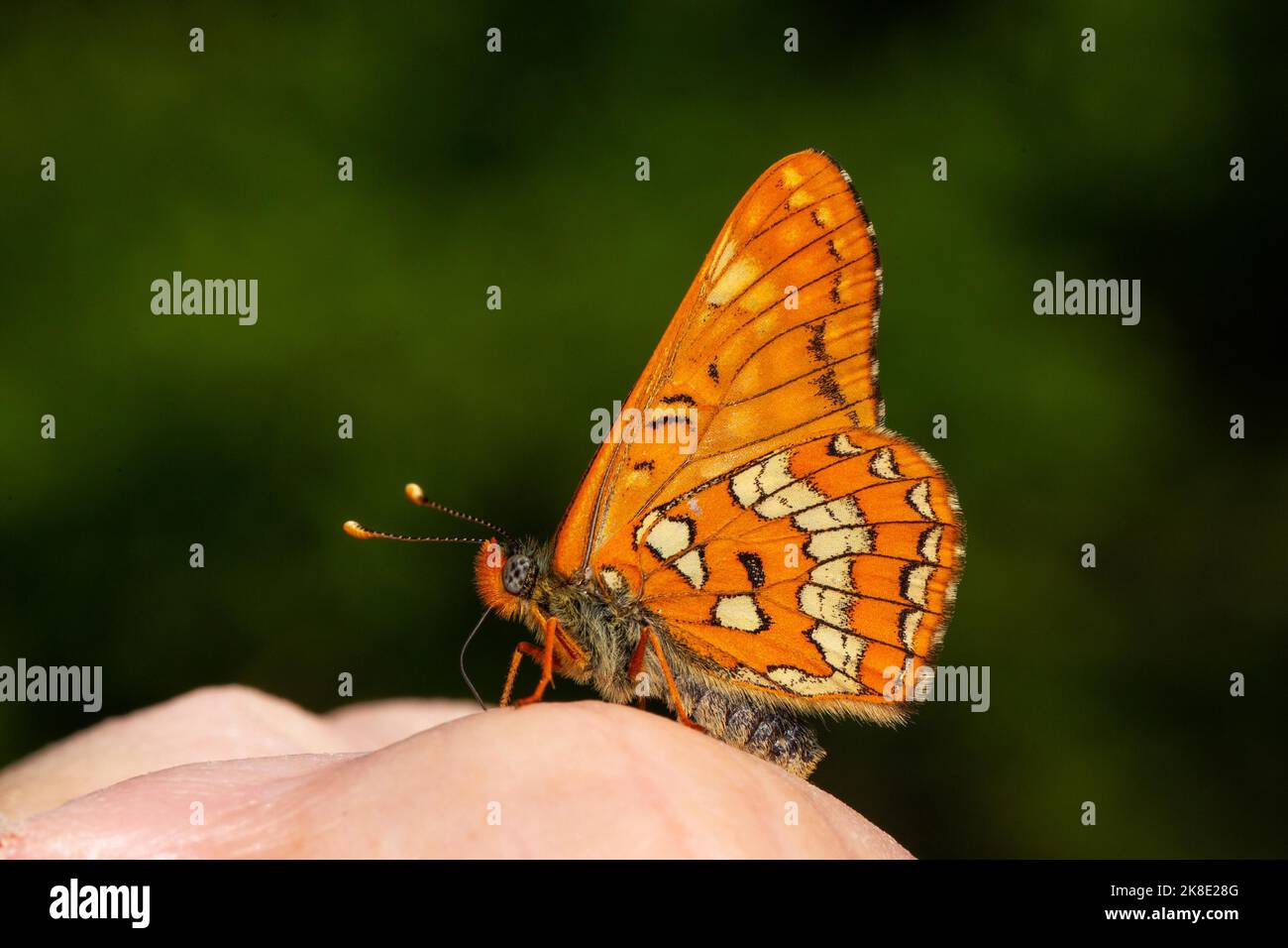 Maivogel, Ash fritillary butterfly butterfly with closed wings sitting on finger left looking Stock Photo