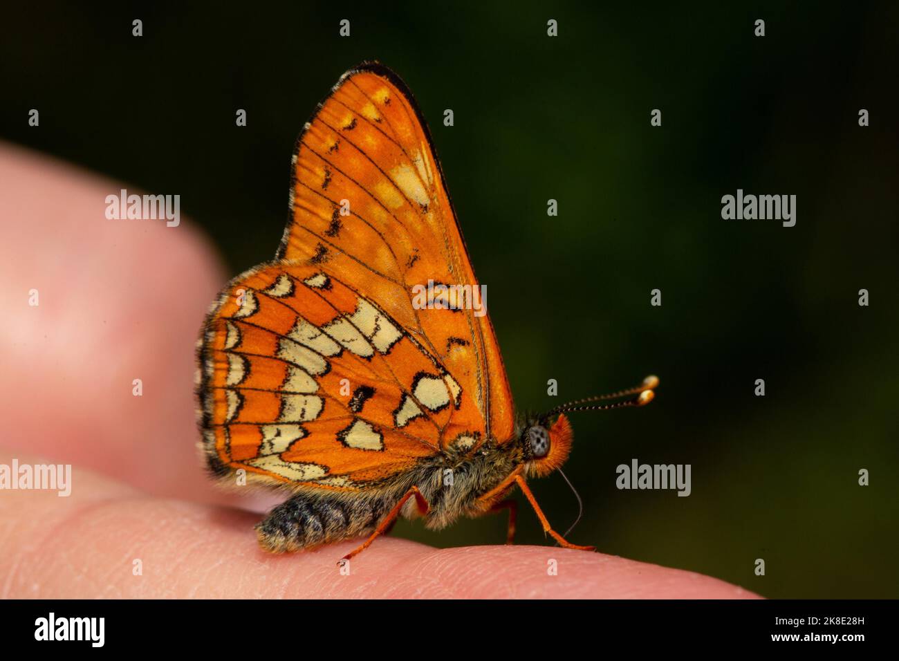 Maivogel, Ash fritillary butterfly butterfly with closed wings sitting on finger right looking Stock Photo