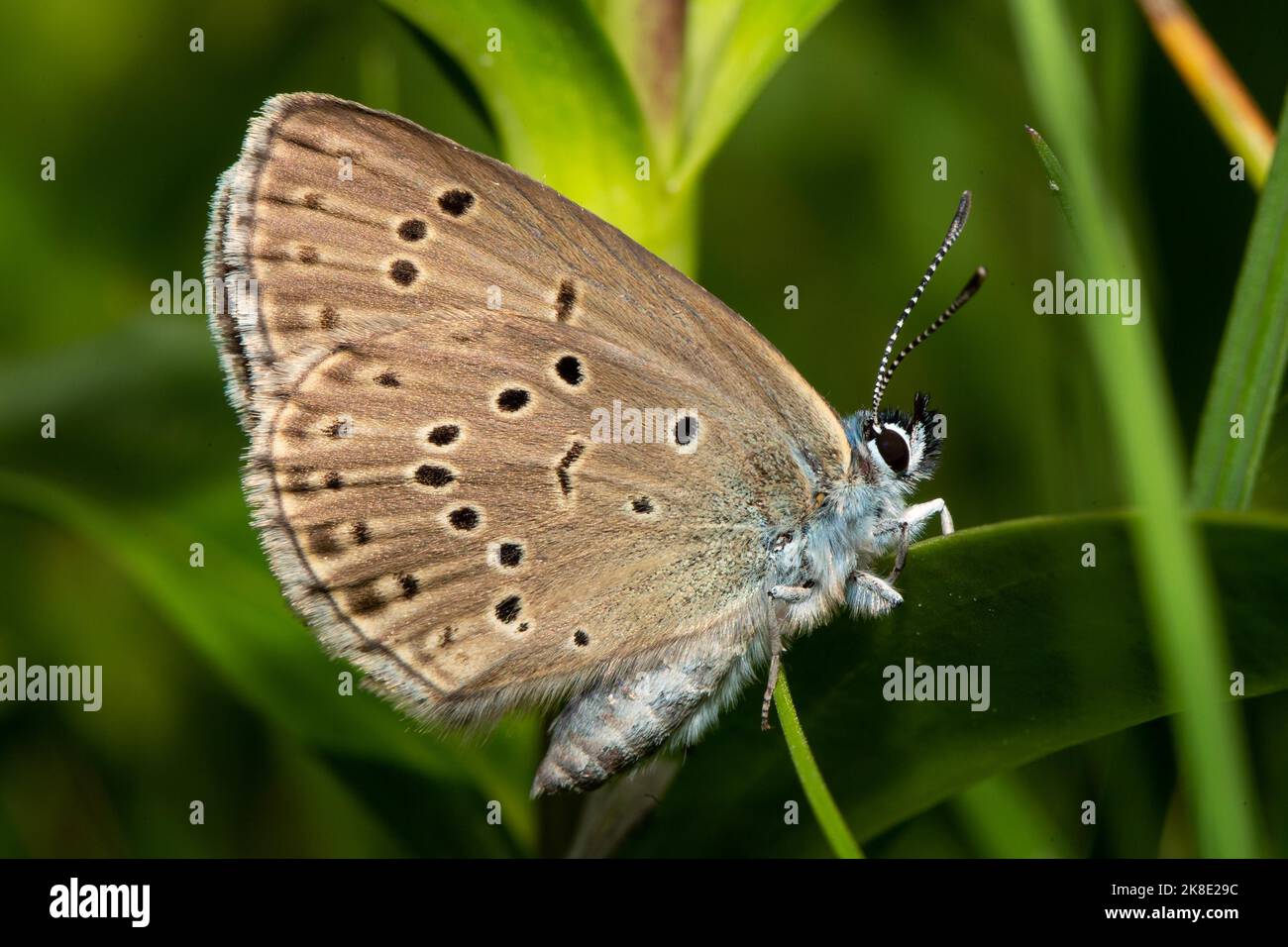 Mountain Alcon blue butterfly with closed wings sitting on green leaf right sighted Stock Photo