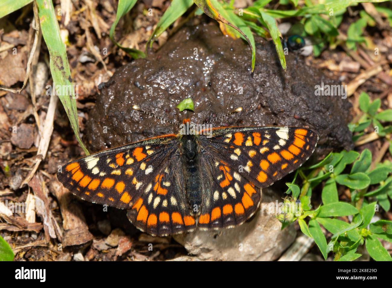 May bird, Ash fritillary butterfly Butterfly with open wings sitting on dung from behind Stock Photo