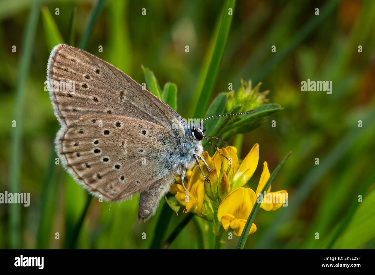 Mountain Alcon blue butterfly with closed wings sitting on yellow flower right sighted Stock Photo