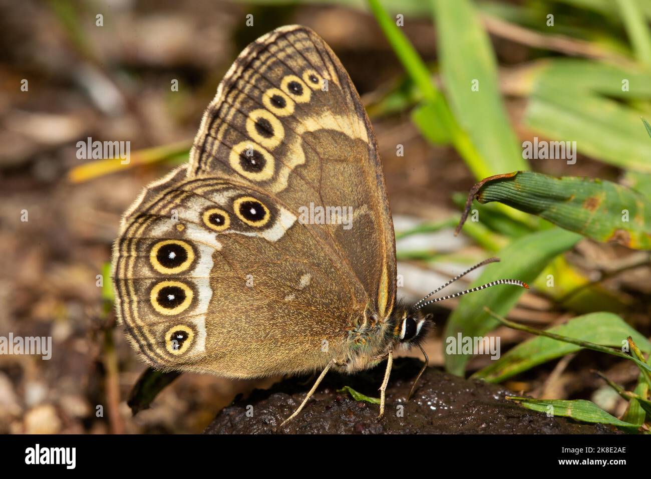 Yellow Ring butterfly butterfly with closed wings sitting on dung sucking right seeing Stock Photo
