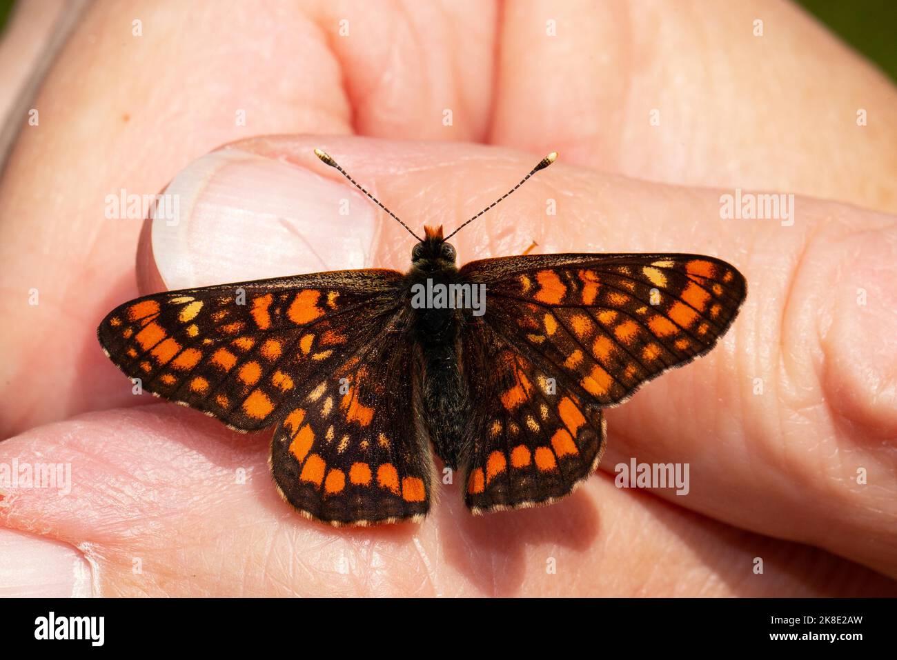 Maivogel, Ash Fritillary Butterfly with open wings sitting on finger from behind Stock Photo