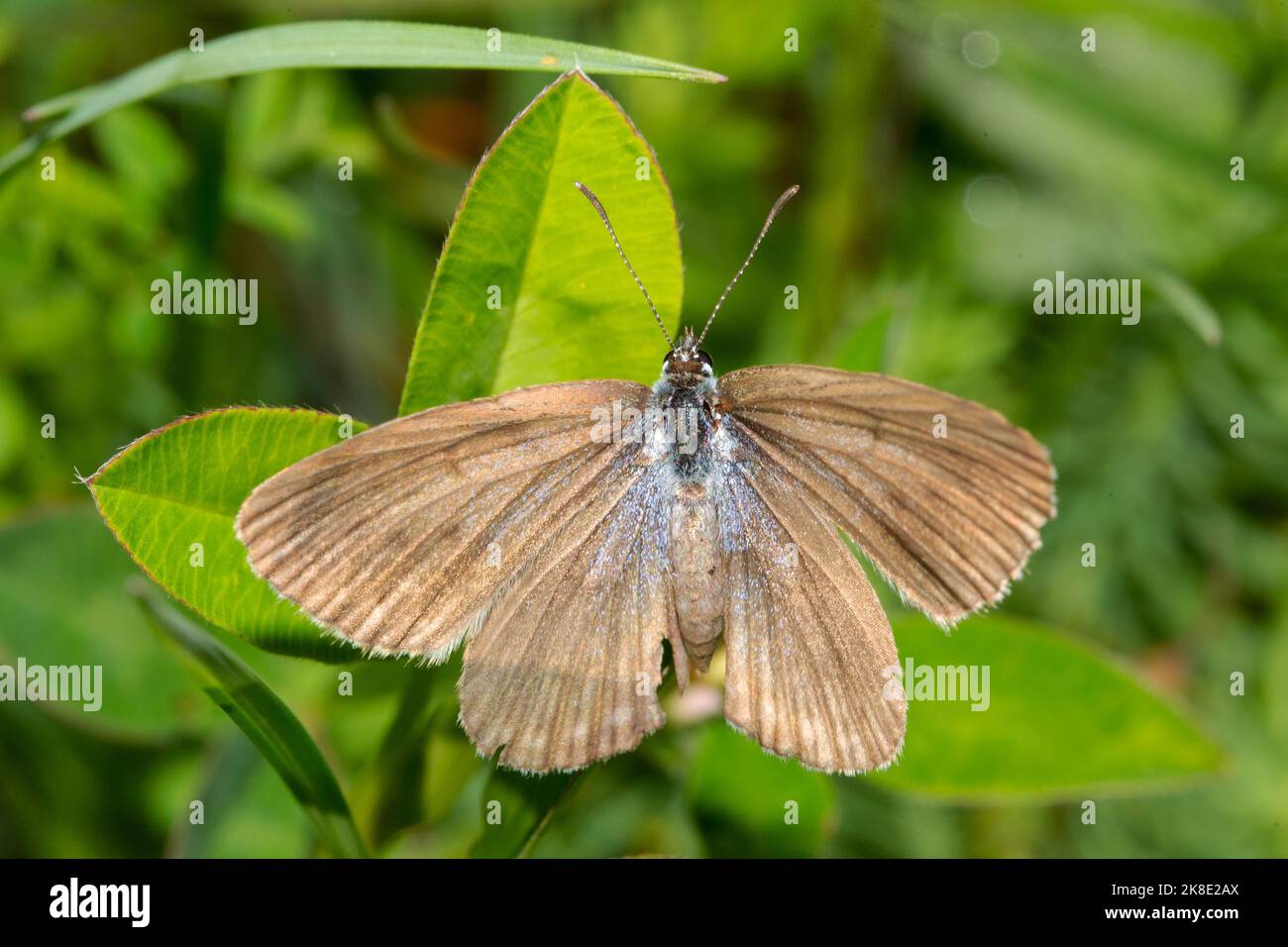 Mountain Alcon blue butterfly with open wings sitting on green leaf from behind Stock Photo